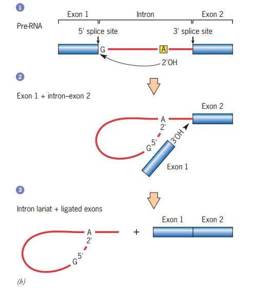 The structure and self-splicing pathway of group II introns in Detail