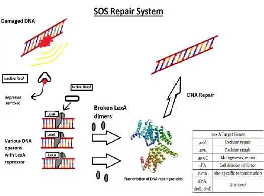 E. coli SOS System Mechanism