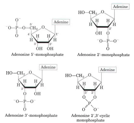 Some adenosine monophosphat