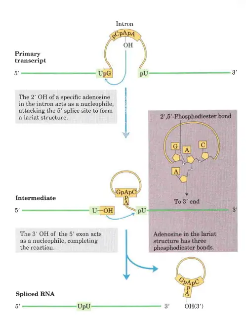 Group I and Group II introns Splicing - self-splicing