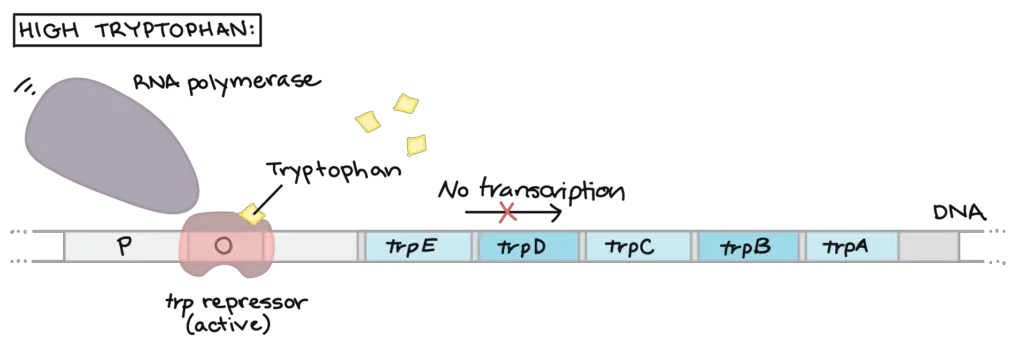 Tryptophan (Trp) Operon