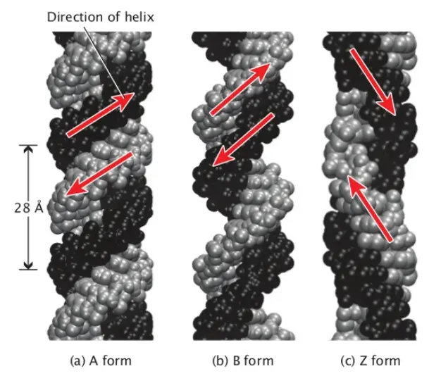 Three different conformations of the DNA double helix.
