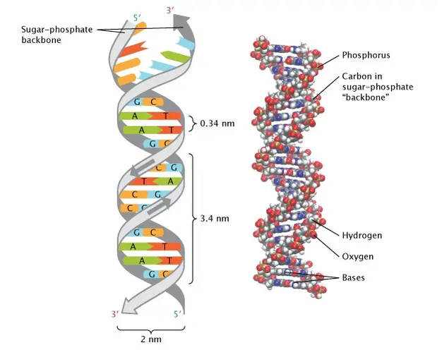 The double-helical structure of DNA.