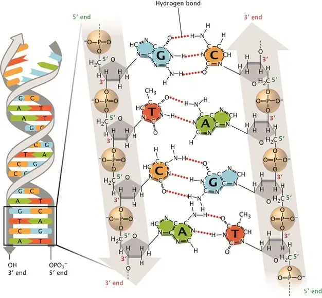 Base pairing in DNA.