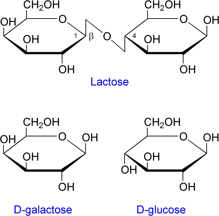 Structure of lactose and the products of its cleavage.