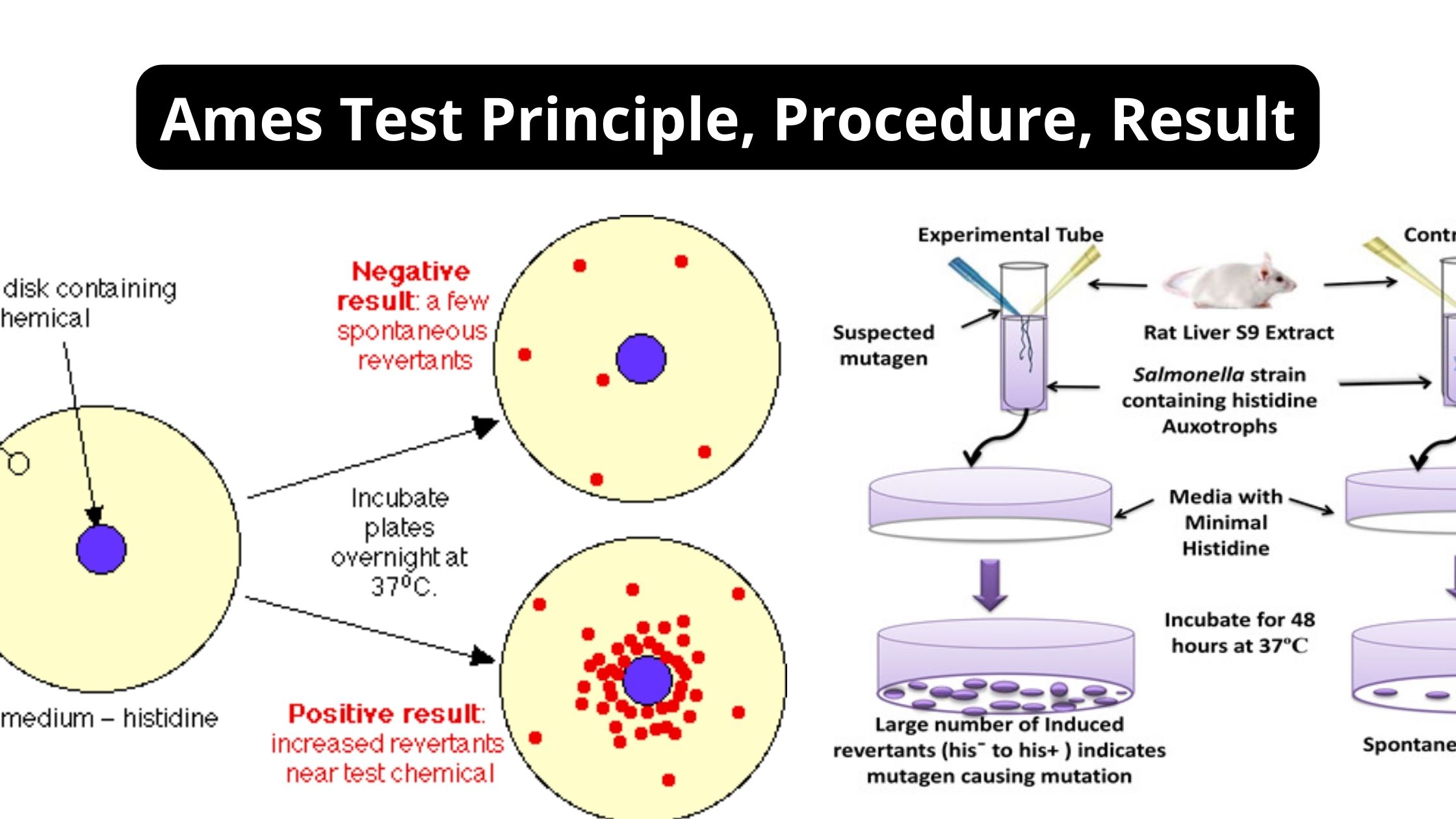 Ames Test Principle, Procedure, Result