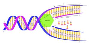 Steps in the semiconservative DNA replication process