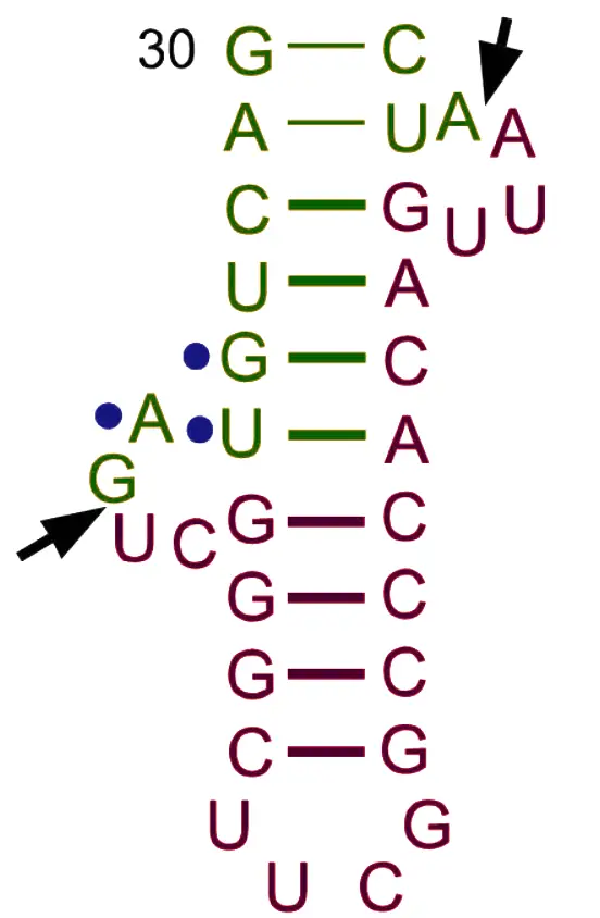 tRNA biogenesis