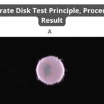 Butyrate Disk Test