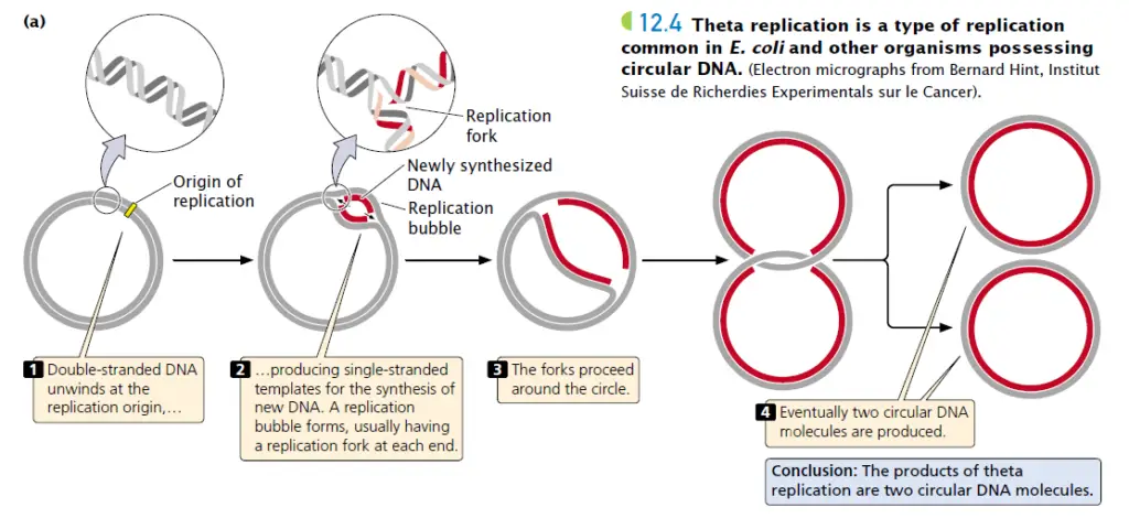 Procedure of Theta (θ) Model of Replication