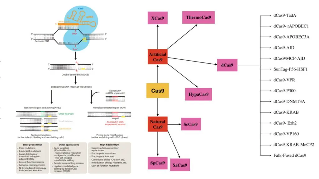 Cas9 Protein - Structure, Types, Function