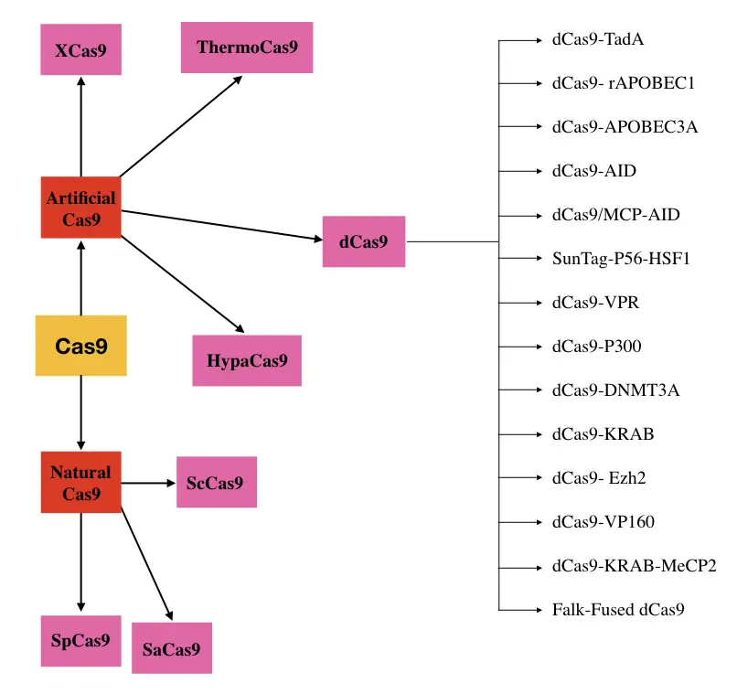 Types of Cas9 nucleases