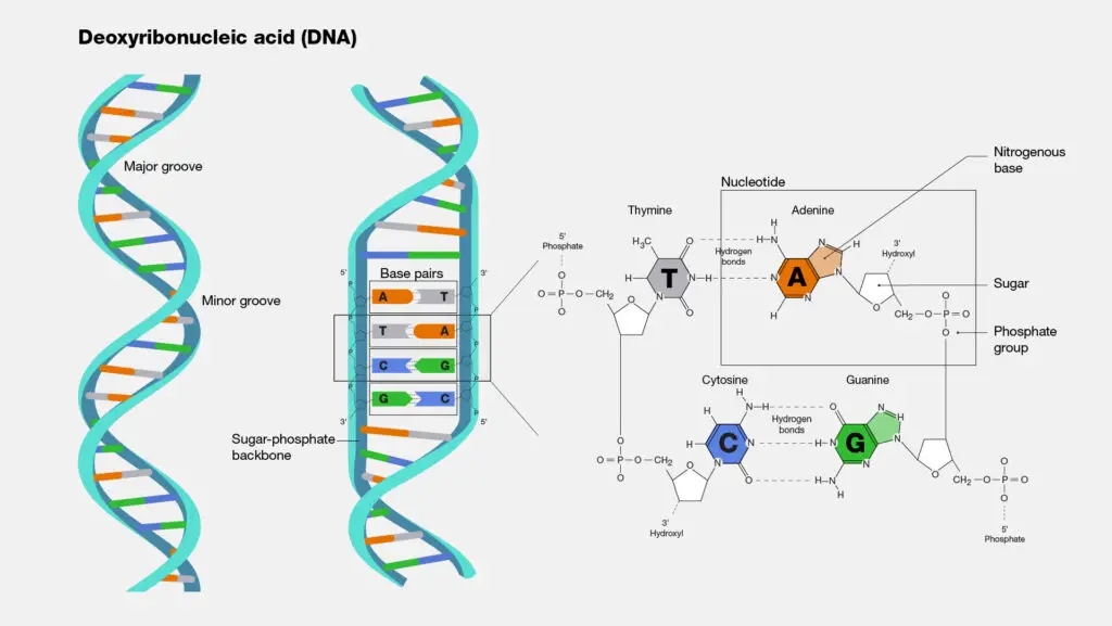 Properties of DNA