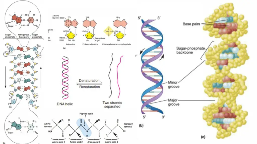 DNA - Definition, Structure, Properties, Types, Functions
