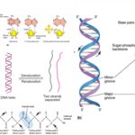 DNA - Definition, Structure, Properties, Types, Functions
