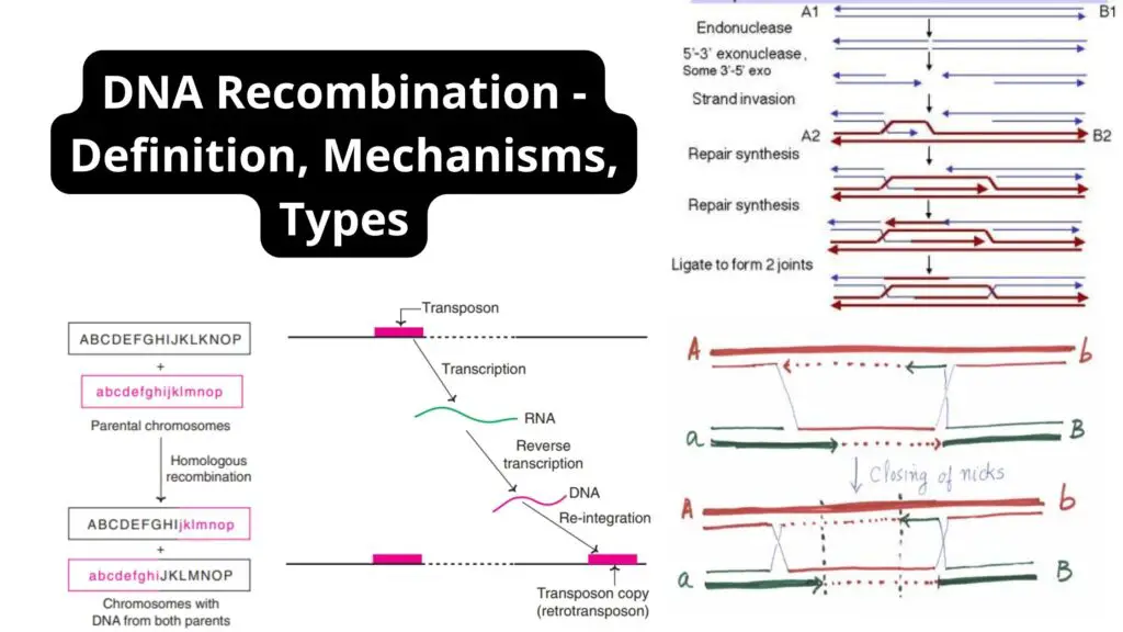 DNA Recombination - Definition, Mechanisms, Types