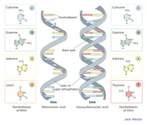 Watson And Crick DNA Model