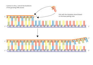 Why DNA replication is called semiconservative?
