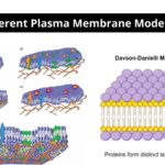 Different Plasma Membrane Models
