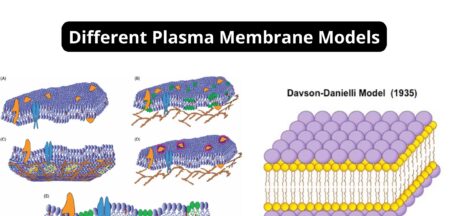 Different Plasma Membrane Models