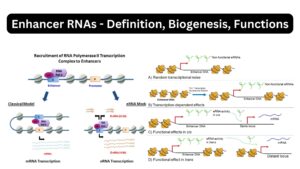 Enhancer RNAs - Definition, Biogenesis, Functions