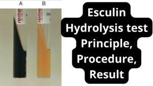 Esculin Hydrolysis test Principle, Procedure, Result