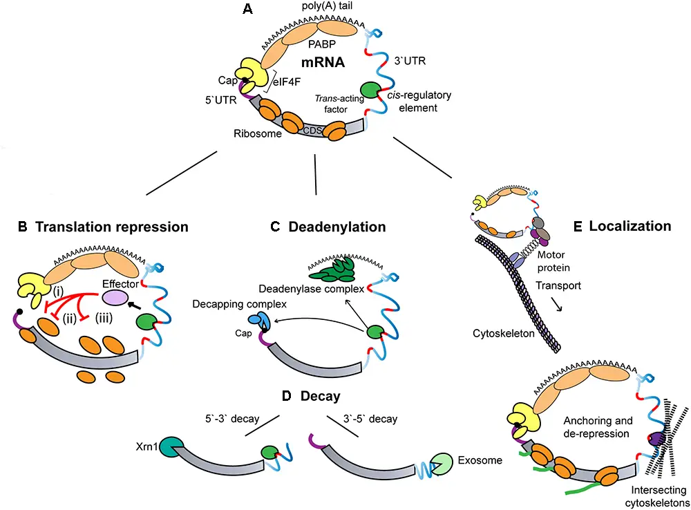 Circularization of mRNA 