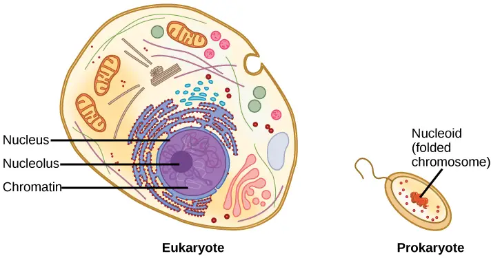 A eukaryote contains a well-defined nucleus, whereas in prokaryotes, the chromosome lies in the cytoplasm in an area called the nucleoid.