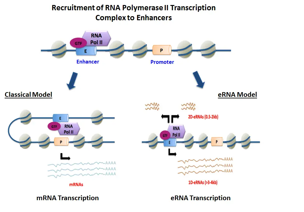 Biogenesis of Enhancer RNAs