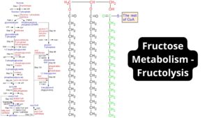Fructose Metabolism Pathway - Fructolysis