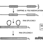 Heterogeneous Nuclear RNA (hnRNA)