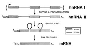 Heterogeneous Nuclear RNA (hnRNA)