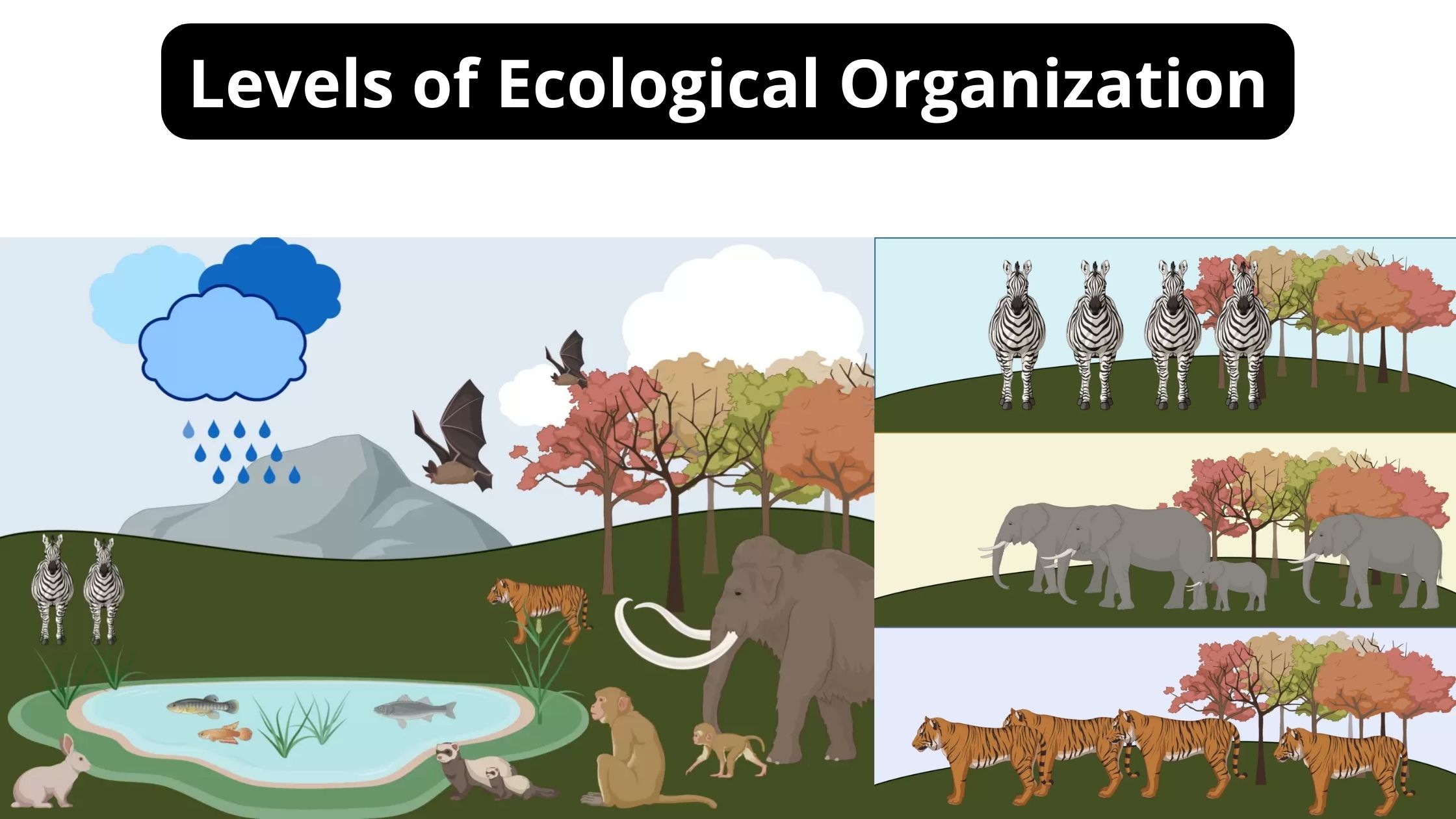 Levels of Ecological Organization - Definition, Examples