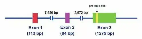 Structure of Exon 