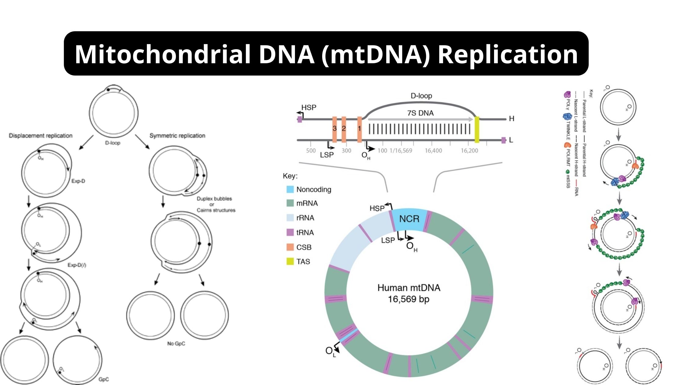 Mitochondrial DNA (mtDNA) Replication Mechanism, Factors