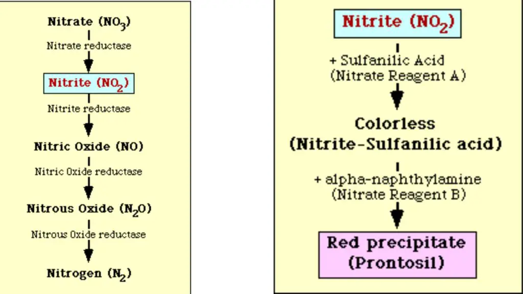 Nitrate reduction pathway