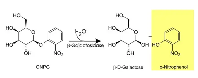 o-Nitrophenyl-b-D-Galactopyranoside (ONPG) Test