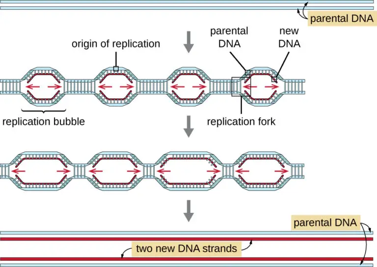 Semiconservative Replication Of Dna Mechanism
