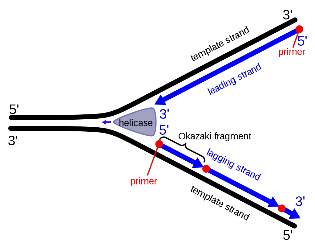 Formation of Okazaki Fragments