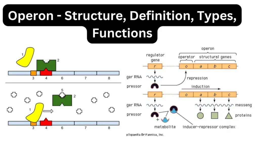 Operon - Structure, Definition, Types, Functions