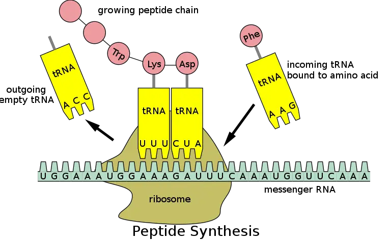 Translation of mRNA 