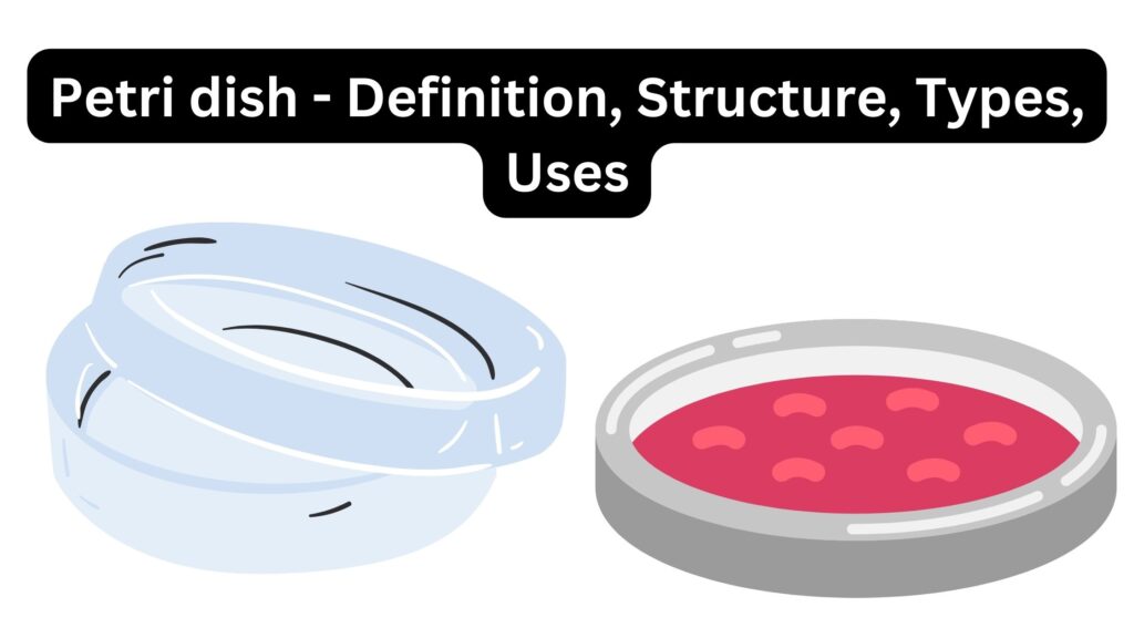 Petri dish - Definition, Structure, Types, Uses