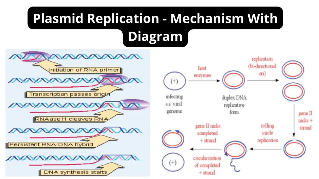 Plasmid Replication - Mechanism With Diagram