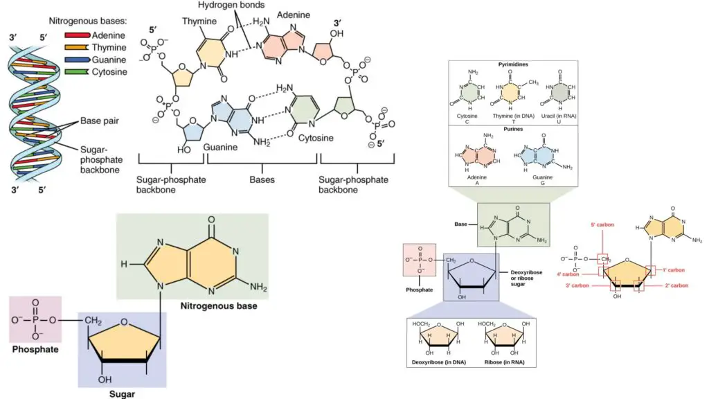 Pyrimidines and Purines Nucleotides - Structure, Occurrence and Properties