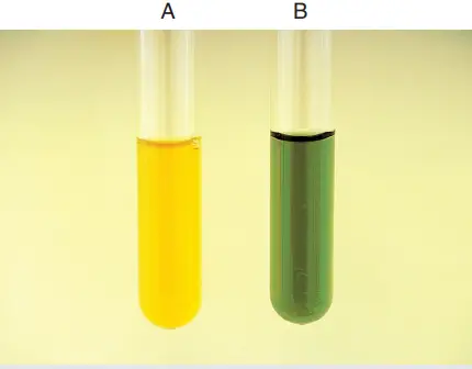 Expected Results of Pyruvate Broth Test