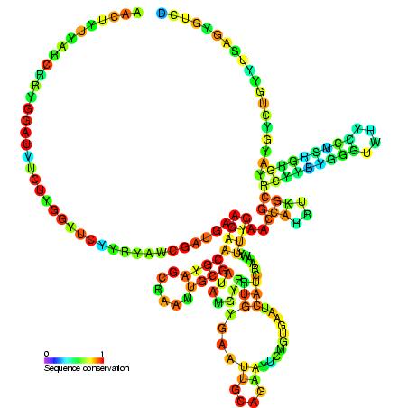 5.8S ribosomal RNA Structure