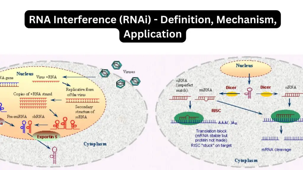 RNA Interference (RNAi) - Definition, Mechanism, Application