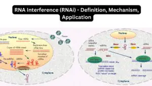 RNA Interference (RNAi) - Definition, Mechanism, Application