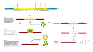 RNA Splicing Definition, Types, Mechanisms