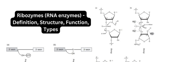 Ribozymes (RNA enzymes) - Definition, Structure, Function, Types